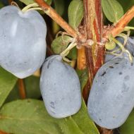 Саженец Жимолость съедобная Бореал Бьюти в контейнере